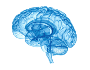 A translucent, light-blue rendering of a human brain, isolated on a black backdrop