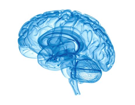 A translucent, light-blue rendering of a human brain, isolated on a black backdrop