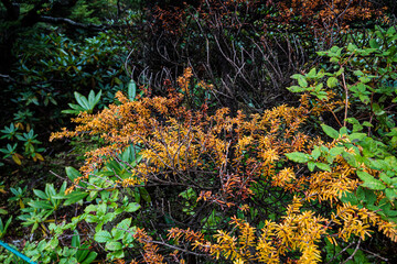 長野県八ヶ岳北横岳初秋の紅葉