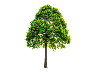 Lush, green tree with dense foliage, the sun's glow subtly illuminating its leaves