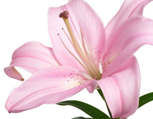 A delicate pink lily blossom with visible stamens and a transparent petal