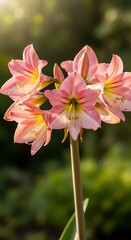 Amaryllis Blossom in the Sunlight - A Delicate Beauty.