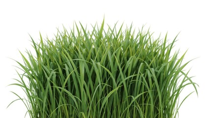 Lush green grass densely arranged against a bright white backdrop, showcasing a vibrant, natural texture and a sense of freshness, emphasizing the plant's blades and botanical elements.