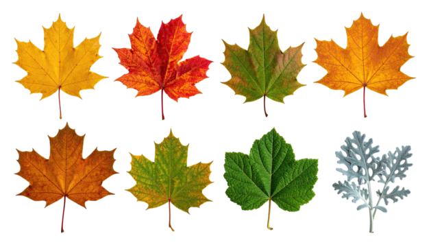 Assortment of colorful maple leaves in varying hues, arranged against black