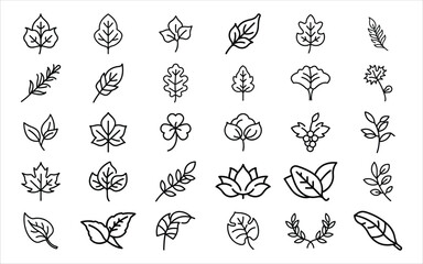 Collection of hand drawn botanical illustrations of various leaves and plants