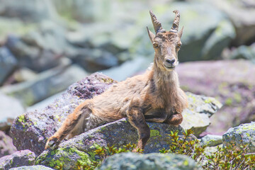 Mountain goat on rocks