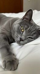 Gray Cat Resting Peacefully on White Bedding.
