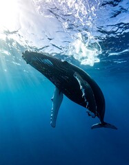 Underwater shot of a humpback whale swimming upwards