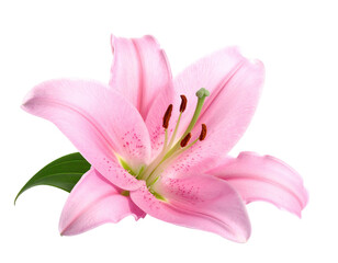 Isolated close-up of a pink lily with stamens and a green leaf
