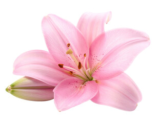 A delicate pink lily, fully bloomed, isolated against a black background