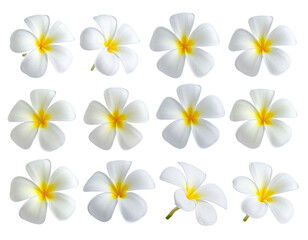 Array of white blossoms with yellow centers, displayed against a stark black background