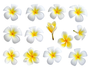Collection of frangipani blossoms with white and yellow petals on a black backdrop