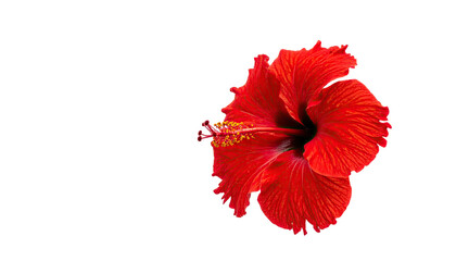 Vivid red tropical blossom, details visible against black background, side angle