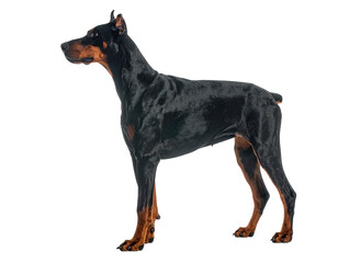 A sleek black and tan Doberman pinscher stands in profile against a plain backdrop