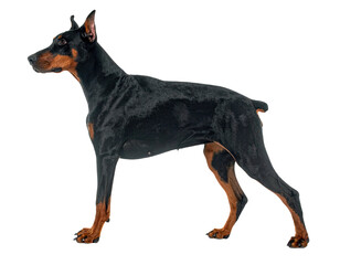 Sleek, black and tan dog stands in profile against a transparent background