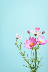 Vivid pink and white flowers with yellow centers and green stems bloom, set against a serene, light blue background, creating a sense of natural beauty and tranquility.