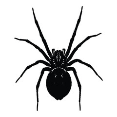 Obraz premium Black spider silhouette isolated on white background