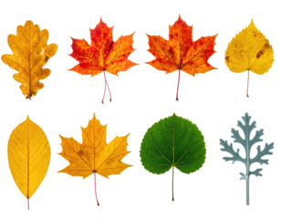 Assortment of colorful autumn leaves, each with unique shapes and textures on a black background