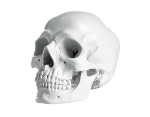 A monochromatic, three-dimensional human skull against a stark, black background