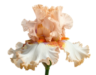 A close-up of a vibrant, ruffled iris blossom with peach, orange, and white hues