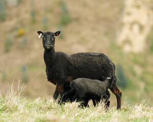 Mother sheep with three lambs around her, feeding on milk. This is a Gotland sheep, a rare breed developed from Gotland Island in Sweden.