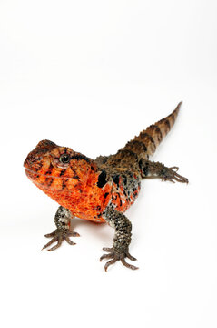 Chinese crocodile lizard // Chinesische Krokodilschwanzechse (Shinisaurus crocodilurus) 