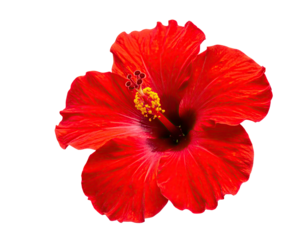 Vivid red tropical flower with textured petals and prominent yellow pistil, black background