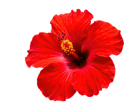 Vivid red tropical flower with textured petals and prominent yellow pistil, black background