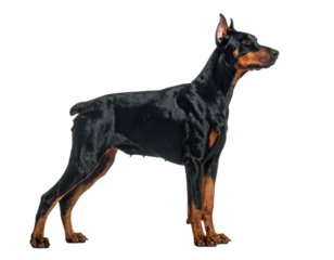 Elegant black and tan canine with upright posture, standing in profile against black