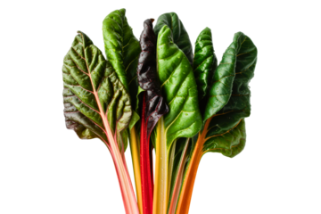 Fresh rainbow swiss chard with colorful stalks and water drops isolated with transparent background