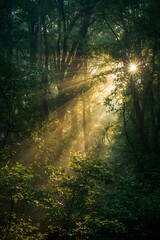 Fototapeta premium Magical morning sunlight streaming through dense forest trees, creating ethereal beams of light and shadow in the misty woodland, symbolizing peace, nature, and spiritual connection with the environme