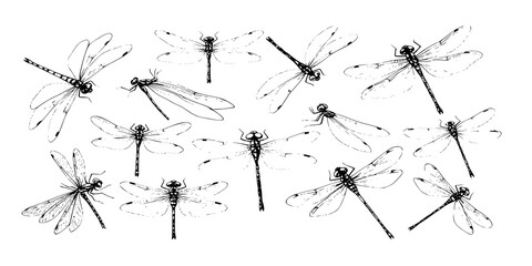 Watercolor dragonflies. Colorful insects with wings, summer spring fly bug, nature decoration set vector illustration
