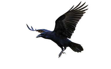 Fototapeta premium Black crow silhouette,Isolated on white background png.