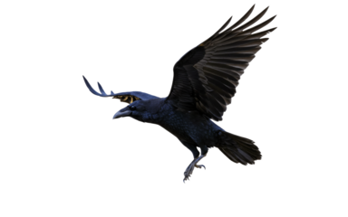 Black crow silhouette,Isolated on white background png.