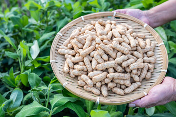 Holding a harvest of fresh peanuts