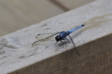 Shiokaratonbo (Orthetrum albistylum speciosum), one of the most familiar dragonflies in Japan