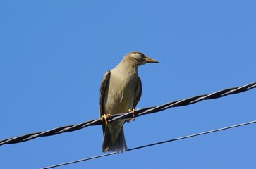 Mukudori (Grey Starling): a species of bird in the starling family within the order Passeriformes