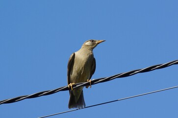 Mukudori (Grey Starling): [Spodiopsar cineraceus], a species of bird in the starling family within the order Passeriformes.