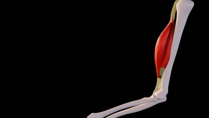 A 3D illustration image of contracted biceps muscle, demonstrating muscle contraction during arm flexion.