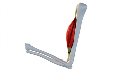 A 3D illustration image of contracted biceps muscle, demonstrating muscle contraction during arm flexion.