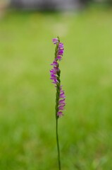 Spiranthes sinensis (Neji-bana):A small perennial plant of the genus Neolisianthus in the orchid family