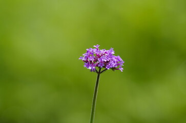 Verbena bonariensis （Yanagi Hanagasa）,a perennial plant in the genus Verbena of the Verbenaceae family,native to South America.
