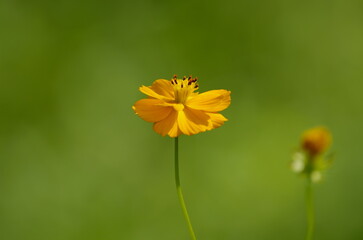 Cosmos sulphureus (Kibana-Cosmos), a perennial or annual plant of the genus Cosmos in the Aster family
.