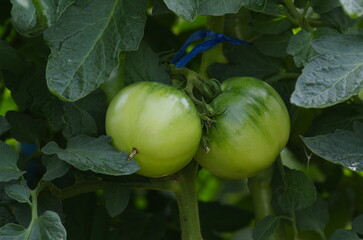 Unripe green tomatoes: [Solanum lycopersicum], a plant of the genus Solanum in the nightshade family, native to the highland regions of the Andes Mountains in South America