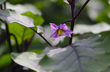 Eggplant flower: (Solanum melongena), a plant of the genus Solanum in the nightshade family