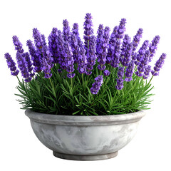 Obraz premium A vibrant pot of lavender, showcasing purple blossoms and green foliage, set against black