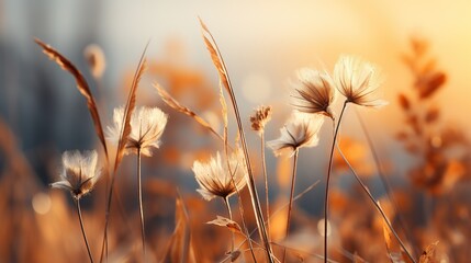 Obraz premium Delicate white wildflowers sway gently in the m, golden sunlight of a serene meadow