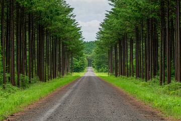 environmental conservation with forest preservation and reforestation. Banner at forest entrance Reforest Our Future Join the Conservation Effort