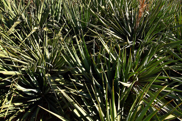 Green plant leaves texture close-up. Dense texture of long green leaves, bright natural background ideal for eco or design projects.