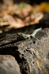 lizard on the rock